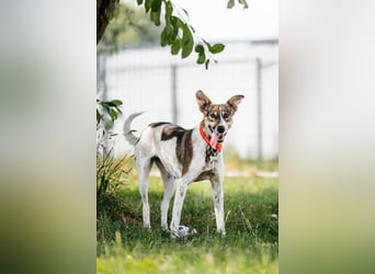 Verspielte Stesha sucht ihre Familie
