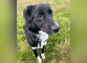 Wunderschöner Senna aus Hamminkeln sucht