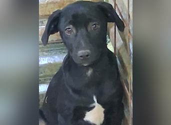 Nero sucht seine Herzmenschen