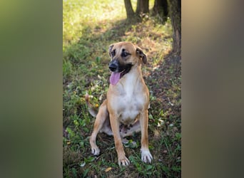 Nisha - freundlich, liebevoll und bereit für ein Zuhause Zuhause oder Pflegestelle zum 06.12.2025