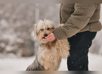 Freundlicher Benny sucht seine Familie