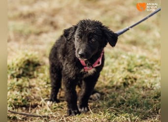 Joseph - sanfter Welpenjunge sucht Zuhause