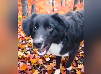 Wunderschöner Senna aus Hamminkeln sucht