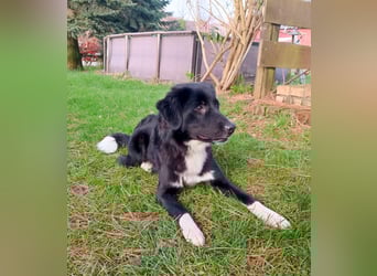 Wunderschöner Senna aus Hamminkeln sucht