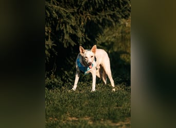 Vorsichtiger Whitey sucht seine Familie