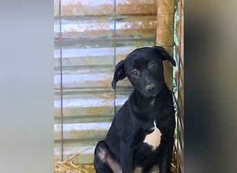 Nero sucht seine Herzmenschen
