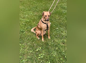 Vermittlungshilfe für Nala
