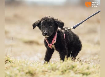 Joseph - sanfter Welpenjunge sucht Zuhause