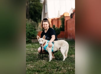 Vorsichtiger Whitey sucht seine Familie