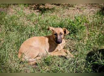 Ozzy – sanfter Junghund mit Schlappohren-Charme sucht sein Happy End