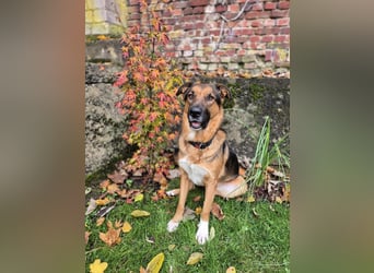 Treuer Bo aus 52428 Jülich sucht sein Für-Immer-Zuhause