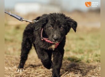 Joseph - sanfter Welpenjunge sucht Zuhause