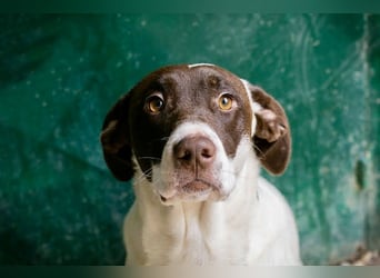 Elina – vom Tierheim auf die Couch