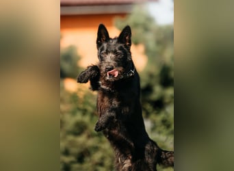 Fröhliche Ajda sucht liebevolles Zuhause