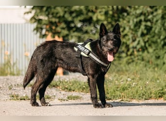 Fröhliche Ajda sucht liebevolles Zuhause