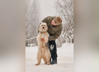 Freundlicher Benny sucht seine Familie