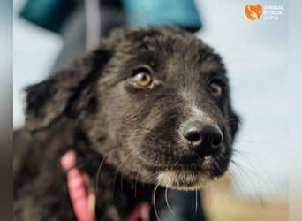 Joseph - sanfter Welpenjunge sucht Zuhause