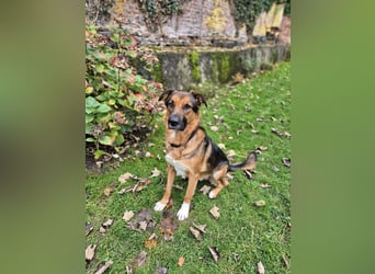 Treuer Bo aus 52428 Jülich sucht sein Für-Immer-Zuhause