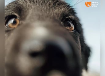 Joseph - sanfter Welpenjunge sucht Zuhause