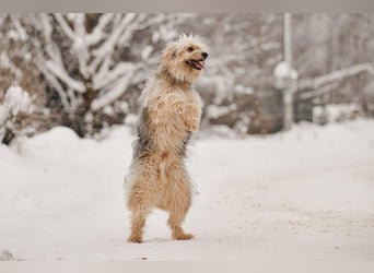 Kleiner Clown Benny sucht sein Zuhause