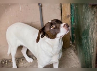 Elina – vom Tierheim auf die Couch