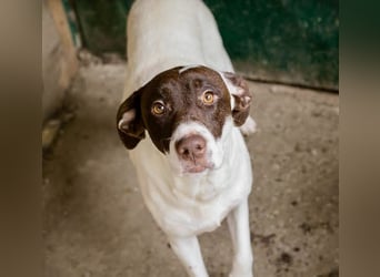 Elina – vom Tierheim auf die Couch