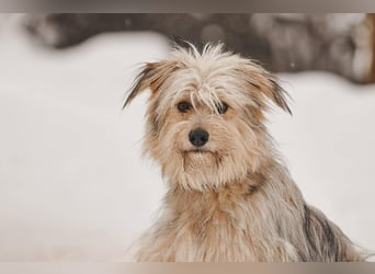 Freundlicher Benny sucht seine Familie