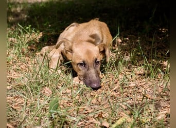 Ozzy – sanfter Junghund mit Schlappohren-Charme sucht sein Happy End