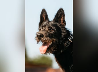 Fröhliche Ajda sucht liebevolles Zuhause