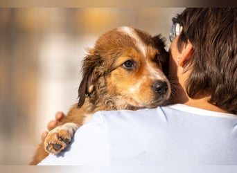 Wer komponiert mit Beethoven sein Happy End?