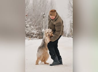 Freundlicher Benny sucht seine Familie