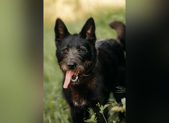 Fröhliche Ajda sucht liebevolles Zuhause