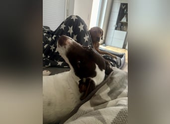 Elina – vom Tierheim auf die Couch