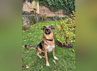 Treuer Bo aus 52428 Jülich sucht sein Für-Immer-Zuhause