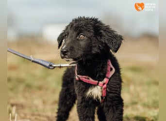 Joseph - sanfter Welpenjunge sucht Zuhause