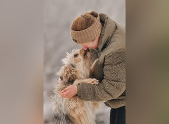 Freundlicher Benny sucht seine Familie