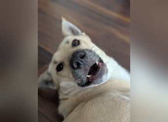 Henry sucht ein liebevolles Zuhause mit Ruhe und Verlässlichkeit