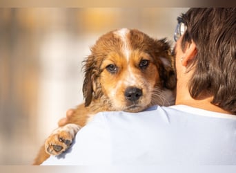 Wer komponiert mit Beethoven sein Happy End?