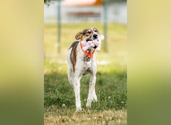Verspielte Stesha sucht ihre Familie