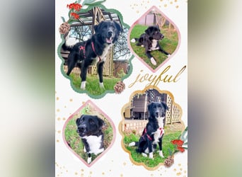 Wunderschöner Senna aus Hamminkeln sucht