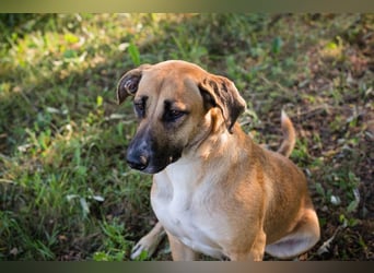 Nisha - freundlich, liebevoll und bereit für ein Zuhause Zuhause oder Pflegestelle zum 06.12.2025