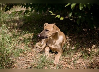 Ozzy – sanfter Junghund mit Schlappohren-Charme sucht sein Happy End