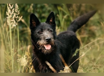 Fröhliche Ajda sucht liebevolles Zuhause