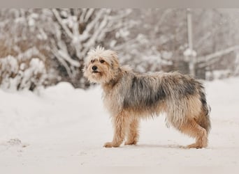 Freundlicher Benny sucht seine Familie