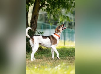 Verspielte Stesha sucht ihre Familie