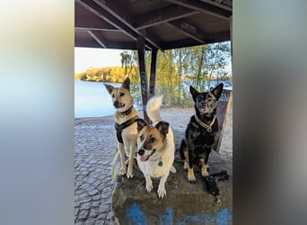 Henry sucht ein liebevolles Zuhause mit Ruhe und Verlässlichkeit