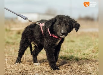 Joseph - sanfter Welpenjunge sucht Zuhause