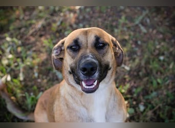 Nisha - freundlich, liebevoll und bereit für ein Zuhause Zuhause oder Pflegestelle zum 06.12.2025