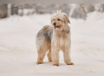 Freundlicher Benny sucht seine Familie