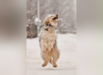 Freundlicher Benny sucht seine Familie